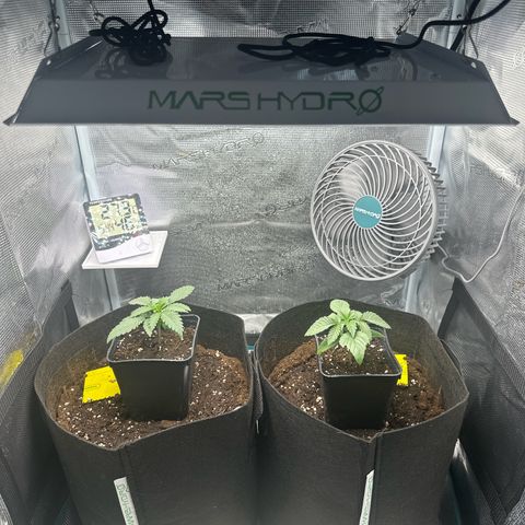 Blue Cheese growlog timeline photo