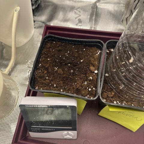 Blue Cheese growlog timeline photo