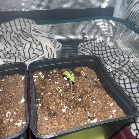 Blue Cheese growlog timeline photo