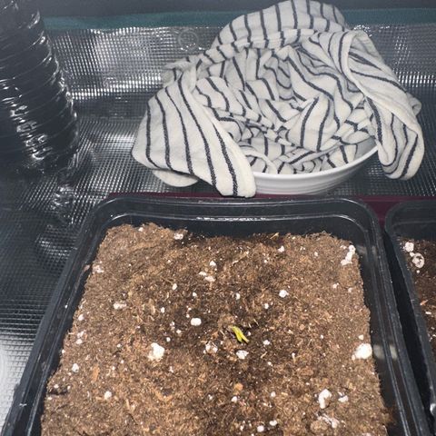 Blue Cheese growlog timeline photo