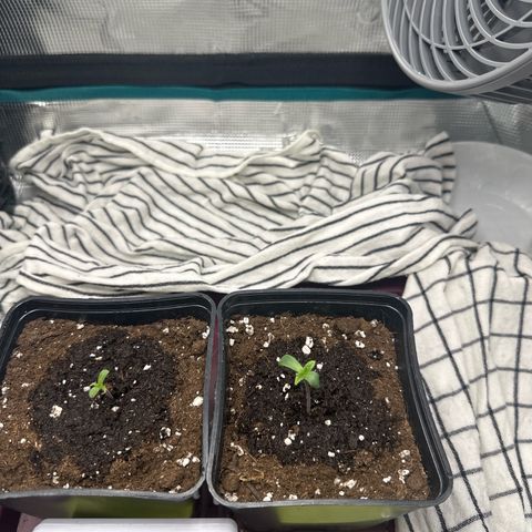 Blue Cheese growlog timeline photo