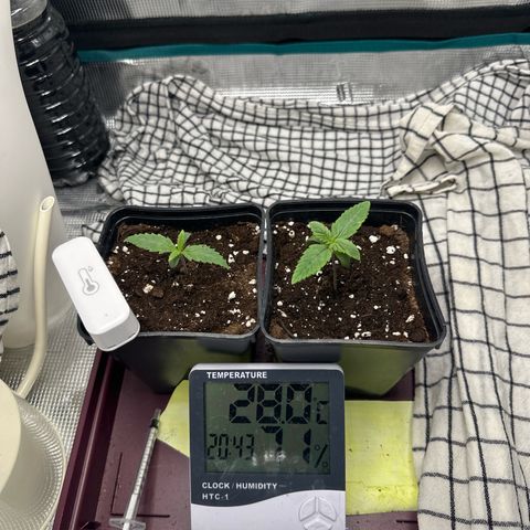 Blue Cheese growlog timeline photo