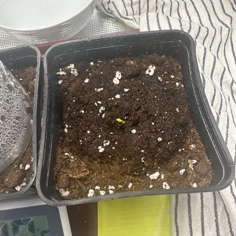 Runtz Muffin growlog photo: La runtz Muffin commence à sortir de terre