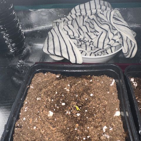 Runtz Muffin growlog photo: Les deux sortent de terre, la Blue cheese a un léger retard de croissance mais rien d’alarmant