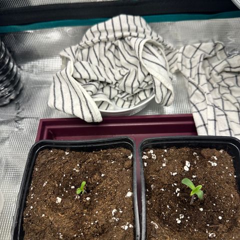 Runtz Muffin growlog photo: Les deux sortent de terre, la Blue cheese a un léger retard de croissance mais rien d’alarmant