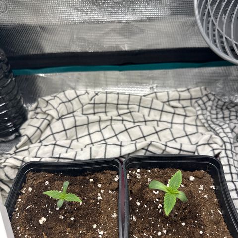 Runtz Muffin growlog timeline photo