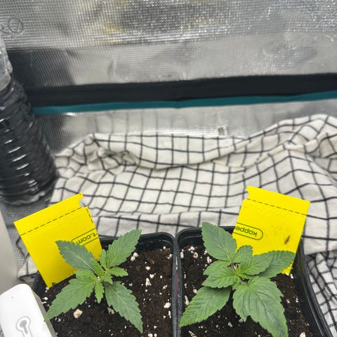 Runtz Muffin growlog timeline photo