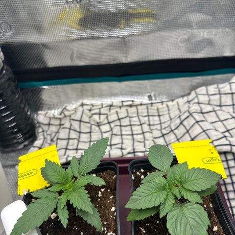 Runtz Muffin growlog timeline photo