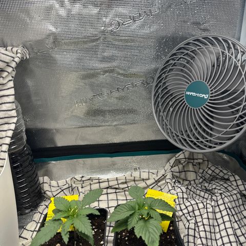 Runtz Muffin growlog timeline photo