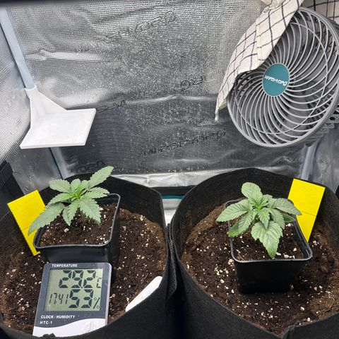 Runtz Muffin growlog timeline photo