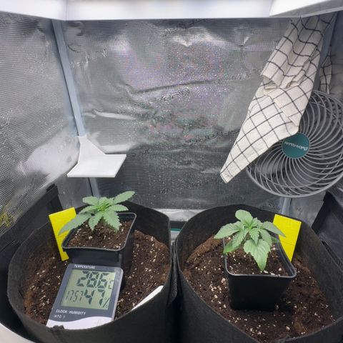 Runtz Muffin growlog timeline photo