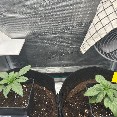 Runtz Muffin growlog timeline photo