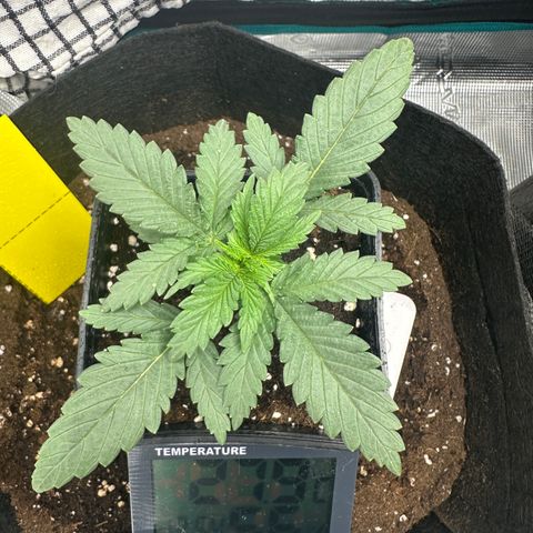 Blue Cheese growlog timeline photo