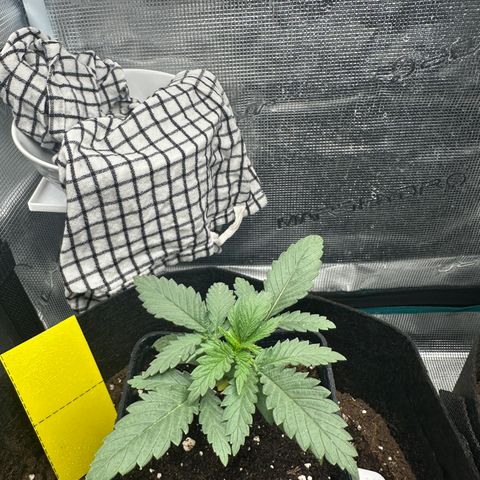 Blue Cheese growlog timeline photo