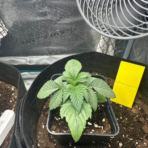 Runtz Muffin growlog timeline photo