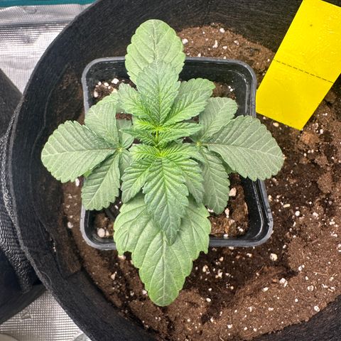 Runtz Muffin growlog timeline photo