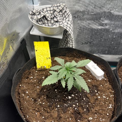 Blue Cheese growlog timeline photo