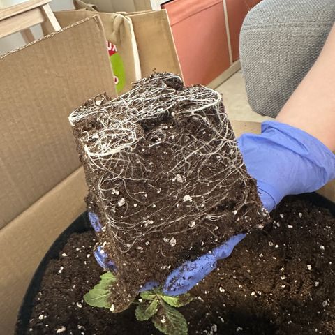 Runtz Muffin growlog timeline photo