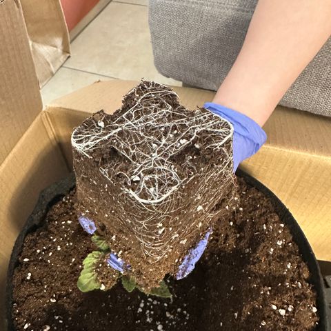 Runtz Muffin growlog timeline photo