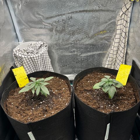 Blue Cheese growlog timeline photo