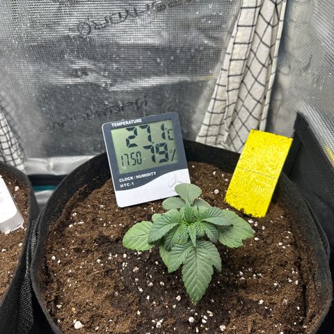 Runtz Muffin growlog timeline photo