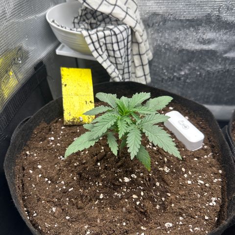 Blue Cheese growlog timeline photo