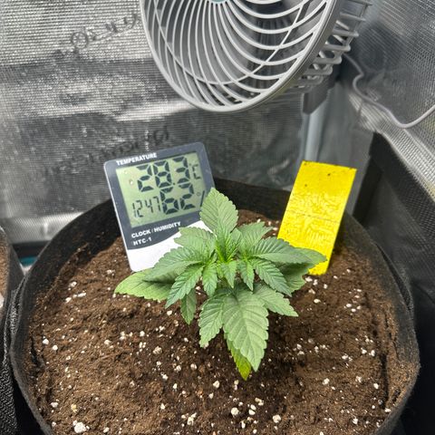 Runtz Muffin growlog timeline photo