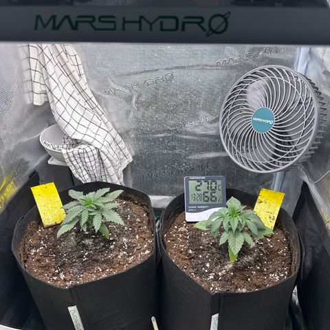 Runtz Muffin growlog timeline photo
