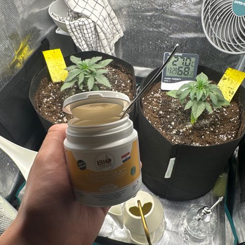 Runtz Muffin growlog timeline photo