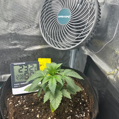 Runtz Muffin growlog timeline photo