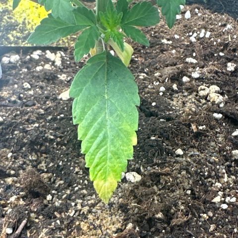 Runtz Muffin growlog timeline photo