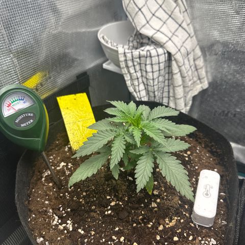 Blue Cheese growlog timeline photo