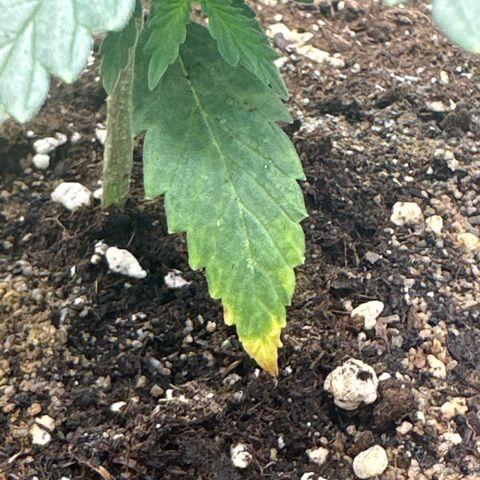 Blue Cheese growlog timeline photo