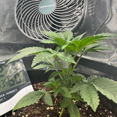 Runtz Muffin growlog timeline photo
