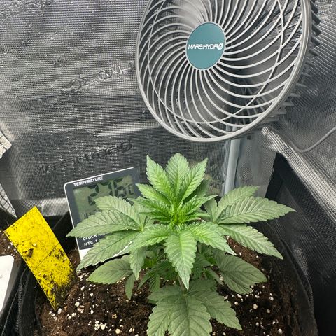 Runtz Muffin growlog timeline photo