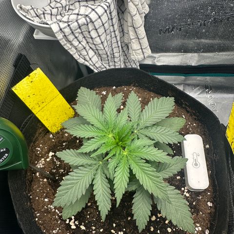 Blue Cheese growlog timeline photo