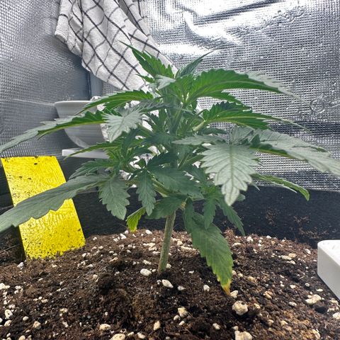 Blue Cheese growlog timeline photo