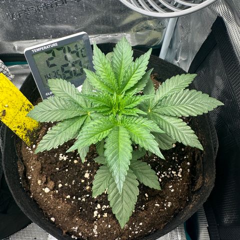 Runtz Muffin growlog timeline photo