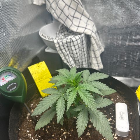 Blue Cheese growlog timeline photo