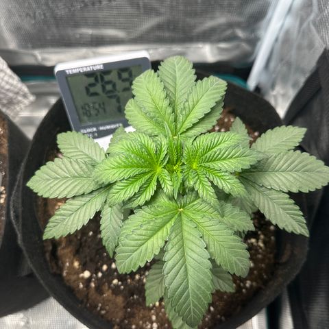 Runtz Muffin growlog timeline photo