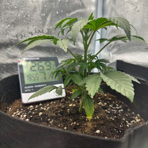 Runtz Muffin growlog timeline photo