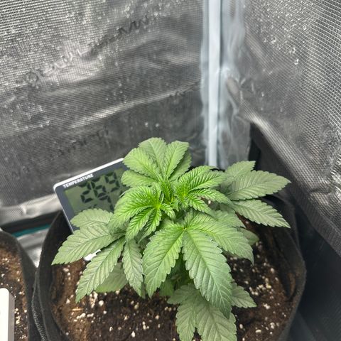 Runtz Muffin growlog timeline photo