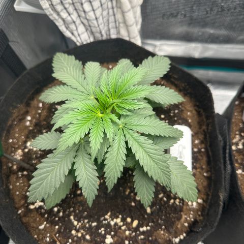 Blue Cheese growlog timeline photo