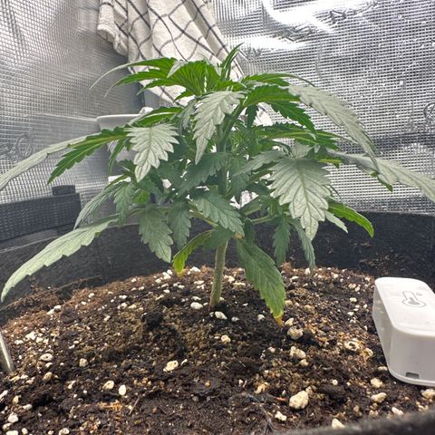 Blue Cheese growlog timeline photo