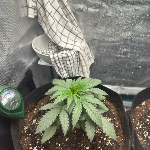 Blue Cheese growlog timeline photo