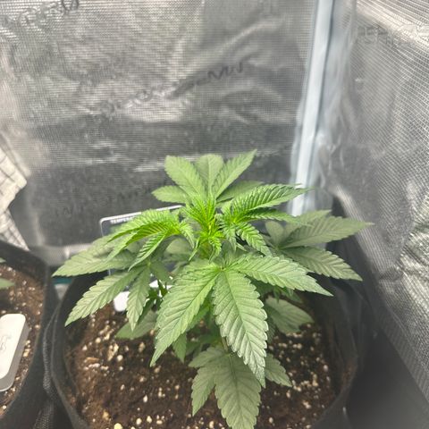 Runtz Muffin growlog timeline photo