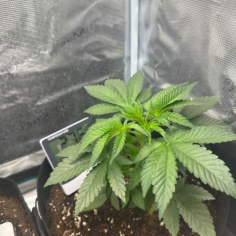 Runtz Muffin growlog timeline photo