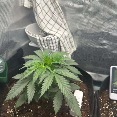 Blue Cheese growlog timeline photo