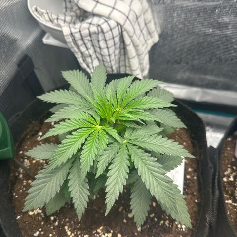 Blue Cheese growlog timeline photo