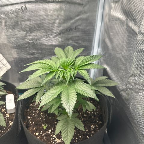Runtz Muffin growlog timeline photo